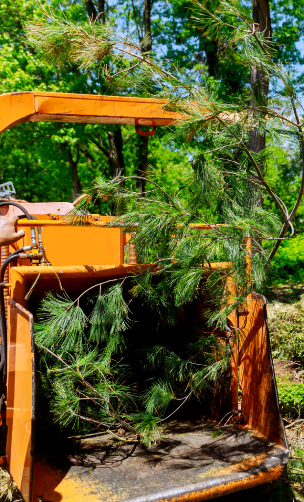Forestry mulching equipment clearing brush in Charlotte, NC.